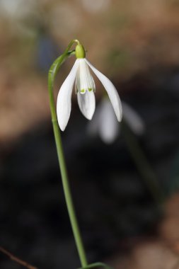 Ormanın içinde büyüyen kardelen.