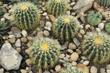 Kaktüs Echinocactus grusonii.