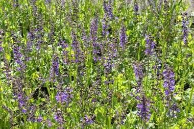 Çayır üzerinde yaban adaçayı.