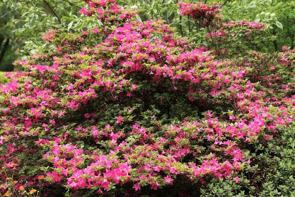 Beaux buissons fleurissant azalées roses dans le jardin . — Photo