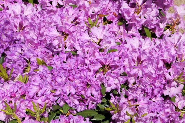 Hermosa flor de rododendro — Foto de Stock