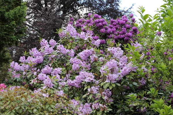 Vackra Rhododendron blomma — Stockfoto