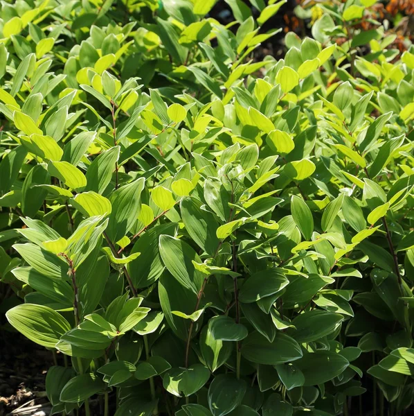 Polygonatum odoratum. Fundo verde . — Fotografia de Stock