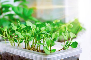 Plastik bir kabın içindeki küçük tohumlar. Seçici odaklanma. Bahçıvanlık.