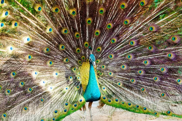 Gyönyörű páva színes tollakkal közeli portréja — Stock Fotó