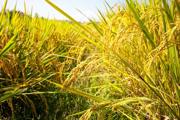 Detailní záběr žlutá zelená rýžová pole v přirozeném Thajska Stock Snímky