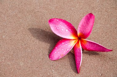 Katta güzel kırmızı Frangipani çiçekler