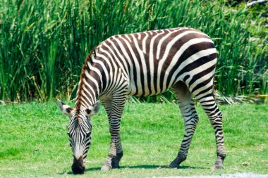 Zebra, Güney Afrika 'nın doğal safari parkında. .