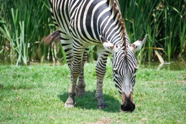 Zebra, Güney Afrika 'nın doğal safari parkında. .