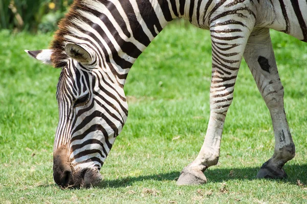 Zebra, Güney Afrika 'nın doğal safari parkında. .