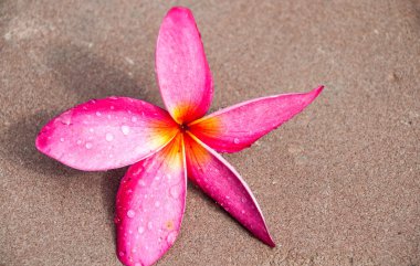 Katta güzel kırmızı Frangipani çiçekler