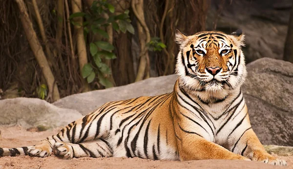 Bengálský tygr v lese show hlava a noha Stock Fotografie