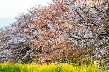 Kiraz çiçeği (Sakura) Japonya'nın bahçesinde