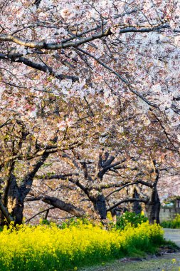 Kiraz çiçeği (Sakura) Japonya'nın bahçesinde