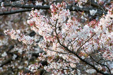 Kiraz çiçeği (Sakura) Japonya'nın bahçesinde