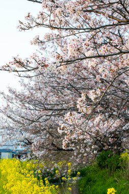 Kiraz çiçeği (Sakura) Japonya'nın bahçesinde