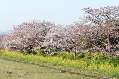 Kiraz çiçeği (Sakura) ve Japonya'nın bahçesinde yol