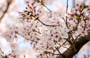kiraz çiçeği ya da Sakur