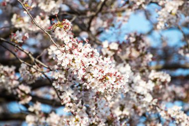 kiraz çiçeği ya da Sakur