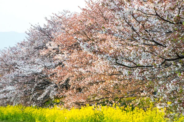 Ανθισμένη Κερασιά (Sakura) στον κήπο της Ιαπωνίας — Φωτογραφία Αρχείου