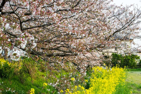 Ανθισμένη Κερασιά (Sakura) στον κήπο της Ιαπωνίας — Φωτογραφία Αρχείου