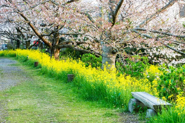 日本の庭の桜 (さくら) — ストック写真
