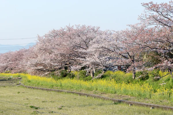 Kwiat wiśni (Sakura) i ścieżki w ogrodzie Japonii — Zdjęcie stockowe