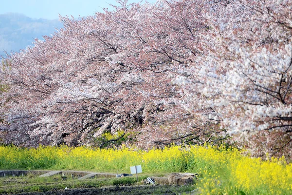 Cherry blossom (Sakura) and the pathway in garden of japan