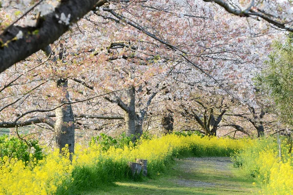 Kersenbloesem (Sakura) en het traject in de tuin van japan — Stockfoto