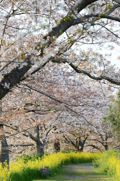 Cherry blossom (Sakura) and the pathway in garden of japan — Stock Photo, Image