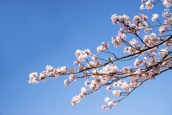 Цветок вишни или Сакур — стоковое фото