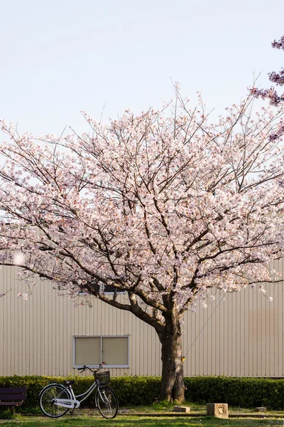 Flori de cireșe (Sakura) și o bancă într-un parc — Fotografie, imagine de stoc