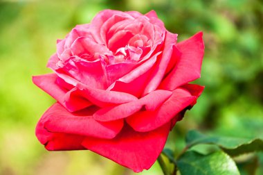 kırmızı gül çiçek