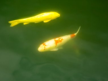 Nan Lian Bahçe, Hong Kong iki balık