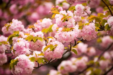 Güzel pembe kiraz çiçeği (sakura)