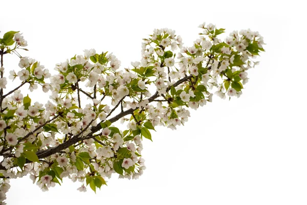 Sakura λουλούδια φόντο. ανθισμένες κερασιές, απομονωμένη λευκό backgro — Φωτογραφία Αρχείου