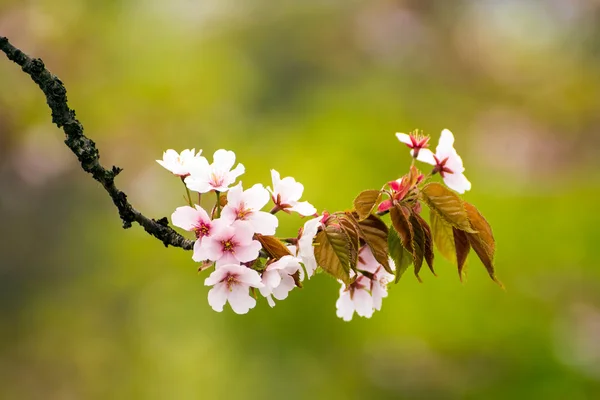 Όμορφο ροζ άνθη κερασιάς (sakura) — Φωτογραφία Αρχείου