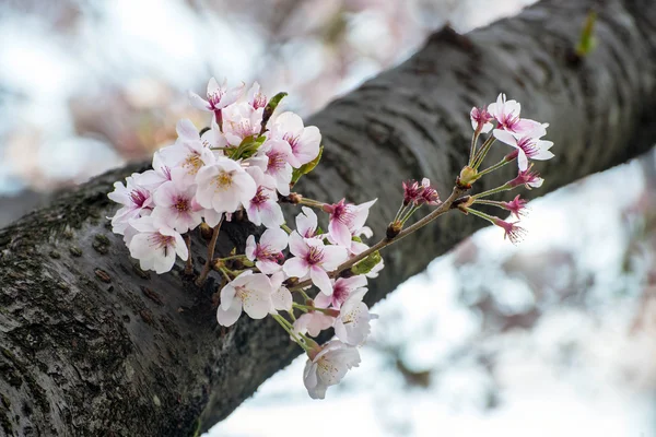 Όμορφο ροζ άνθη κερασιάς (sakura) — Φωτογραφία Αρχείου