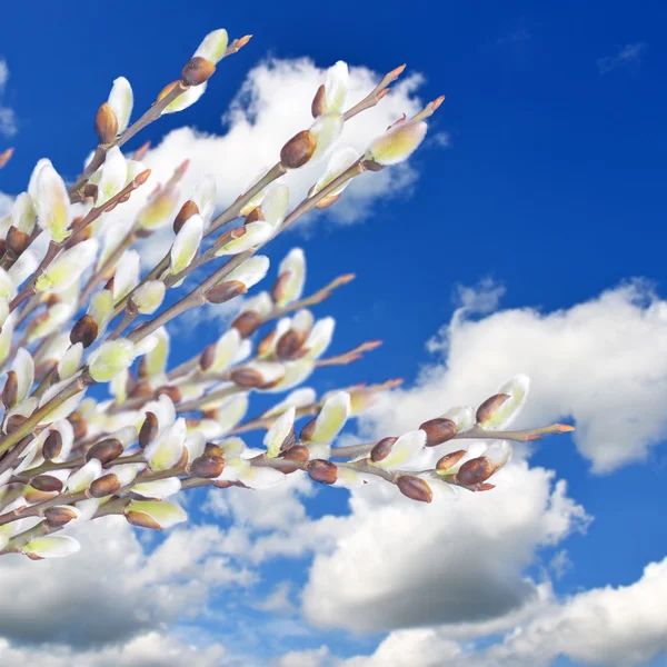 Ramitas de sauce con amentos en el cielo azul —  Fotos de Stock