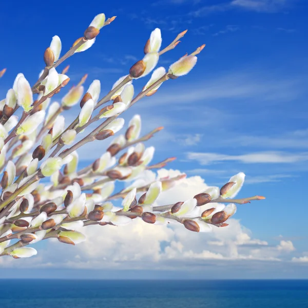 Willow twigs with catkins on blue sky — Stock Photo, Image