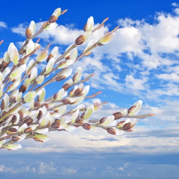 Weidenzweige mit Kätzchen am blauen Himmel — Stockfoto