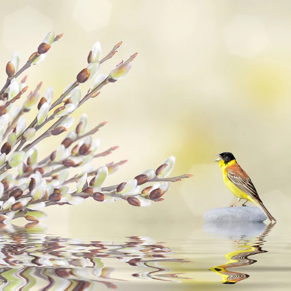 Fondo de primavera. Ramas de sauce y pájaro cantor reflejados en el agua —  Fotos de Stock