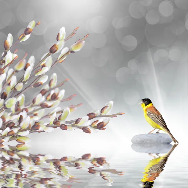 春の背景。柳の枝と歌う鳥水に反映 — ストック写真