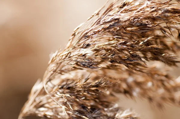 Nahaufnahme von trockenem Gras. Foto getönt im Vintage-Stil — Stockfoto