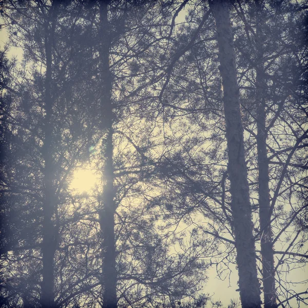 Les rayons du soleil brillent à travers les arbres. Photo tonique dans un style vintage — Photo