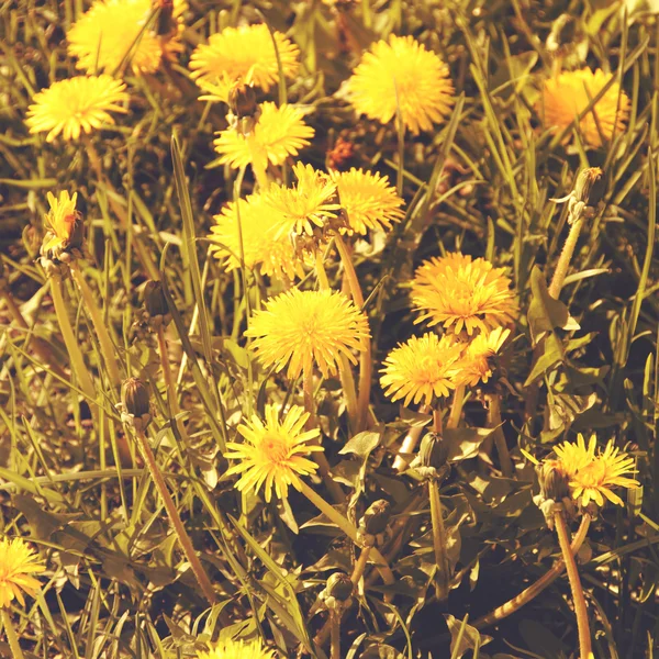 Kır çiçekleri günbatımı. Vintage tarzı tonda fotoğraf — Stok fotoğraf