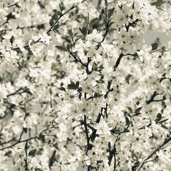 Spring flowers. Photo toned in vintage style — Stock Photo, Image