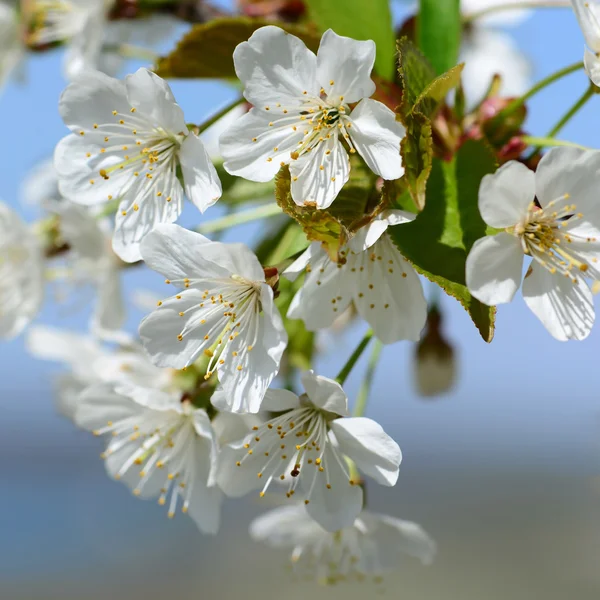 Kwiaty na zbliżenie drzew owocowych — Zdjęcie stockowe