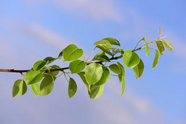 新鲜多汁的绿色的树叶在春天树木 — 图库照片