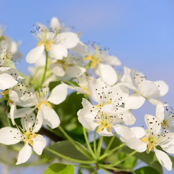 Voorjaar bloeiende boomgaard — Stockfoto